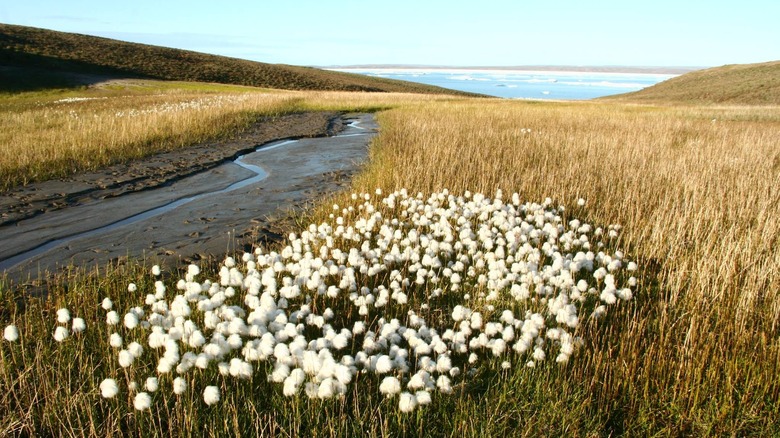 grasslands with small stream